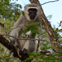 2015-05 South Africa/iMfolozi/DSC_0204.JPG